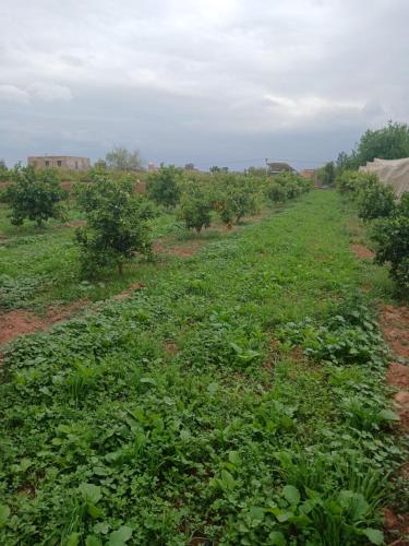 Dar limoune Dar limoune