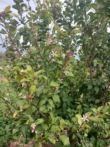 Dar limoune Dar limoune