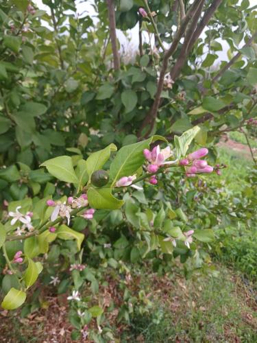 Dar limoune Dar limoune