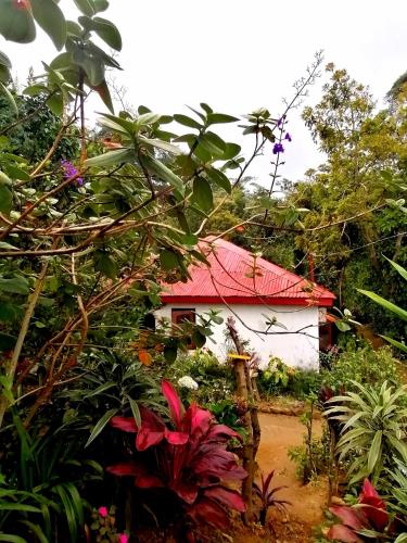 The Jungle Life Homestay Thangamalay Sanctuary Haputale by Gisela Sivam