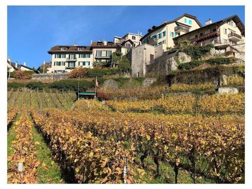 La Vigneronne, Garden