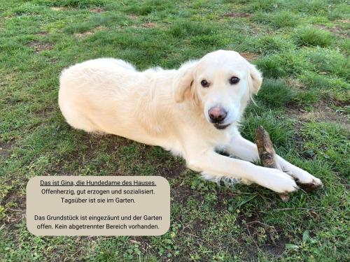 Ferienwohnung Landlust - ideal für Hundefreunde und Monteure, free WLAN & Parken, Smart-TV (Ferienwohnung Landlust - ideal fur Hundefreunde und Monteure, free WLAN & Parken, Smart-TV) in Falkenberg/Elster