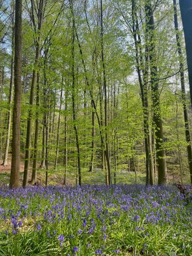 Bois de Hal