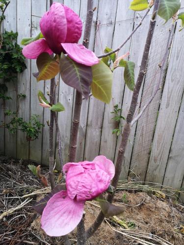 W&M Orchid House, Auckland (Foto 5)