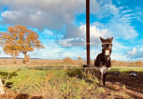 Longère à la campagne rénovée à neuf (Longere a la campagne renovee a neuf) in Mers-sur-Indre