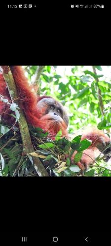 Sumatra Treking Lauser Park