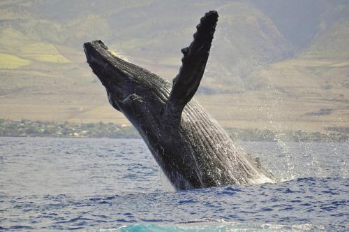 Kaanapali Alii 456