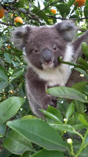 Penneshaw Ocean View Premium Couples Retreat "The Rusty Kangaroo"