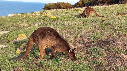 Penneshaw Ocean View Premium Couples Retreat "The Rusty Kangaroo"