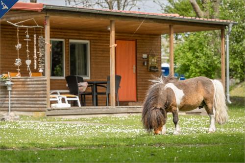 Ferienresort Möwenort Lütow Bungalow 5