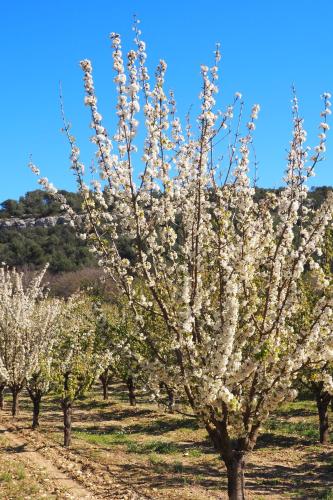 Chambres d'Hôtes Le relais des marmottes en Luberon – Lagnes