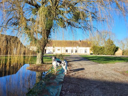 Chambre d'hôtes au Haras d'Agathe et ses princes