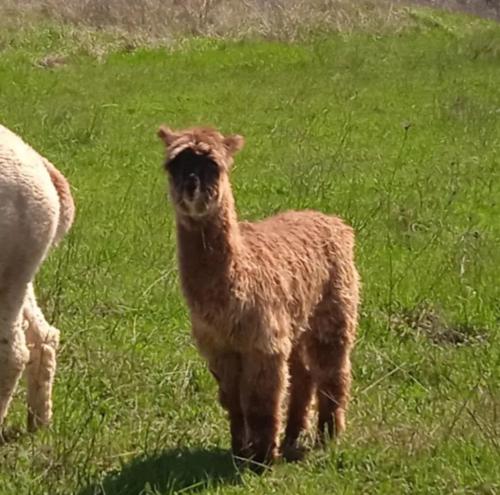 Maridiana Alpaca Country House