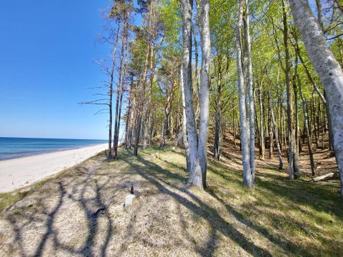 Apkārtne, Baltic Barns Brisa in Wytowno