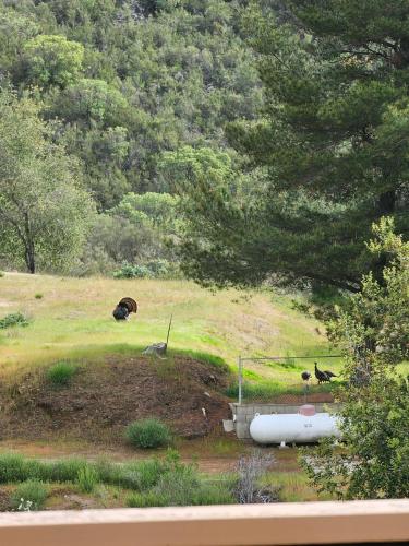 Eagle's Nest is a 40 acre 1400sqft Custom Home photo 1