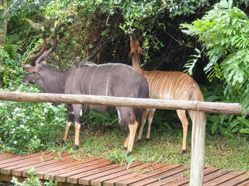 Tranquil bush cabin in Sodwana Bay Lodge Resort