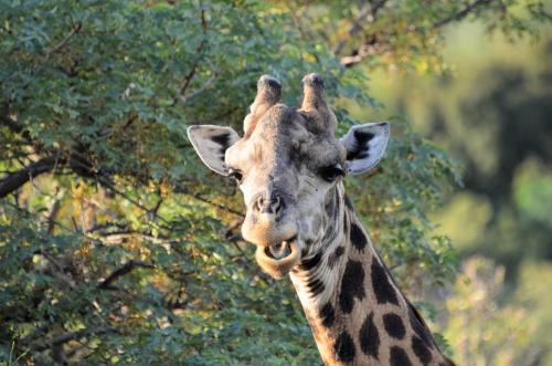 Masungulo Waterberg Game Farm