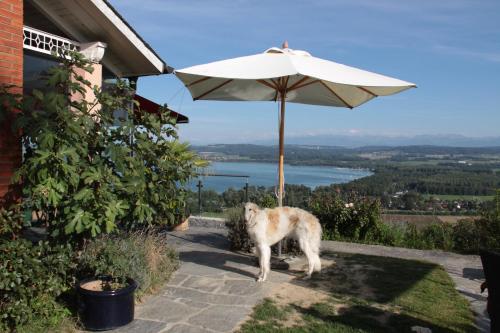 Swiss Borzoi House