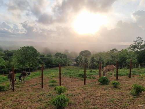 Fazenda de Jehne