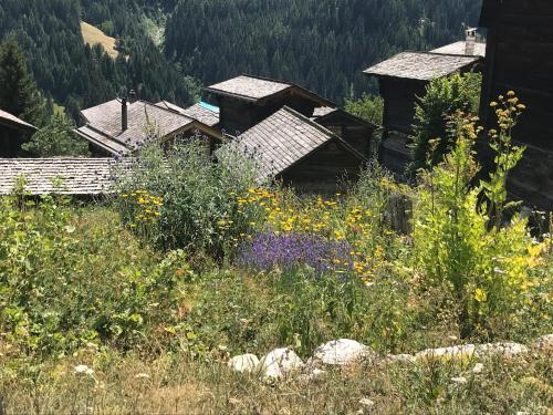 3.5-Zimmer FeWo Primeli Fieschertal 3.5-Zimmer FeWo Primeli Fieschertal