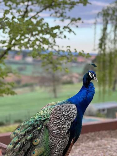 La Piccola Fattoria nella Campagna Umbra