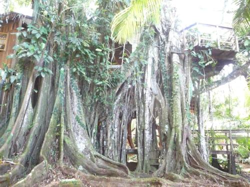 Costa Rica Tree Houses - 12 Places to Stay