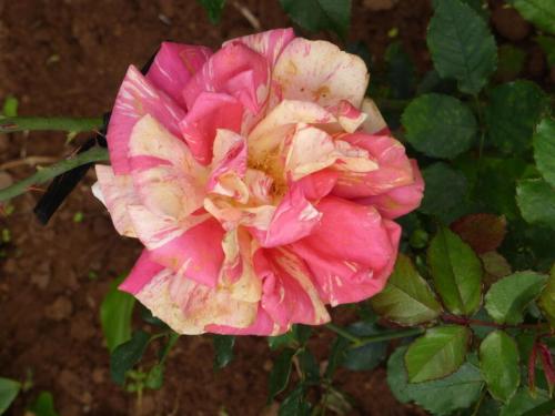 Casa Pedro in the Finca Angel