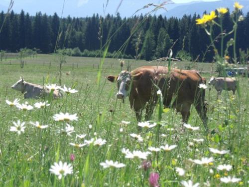 Granerhof Ferien in Peißenberg, Deutschland