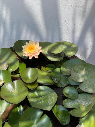 La Punta Rooms La Punta Rooms