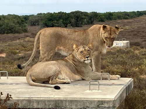 Kudu Ridge Game Lodge