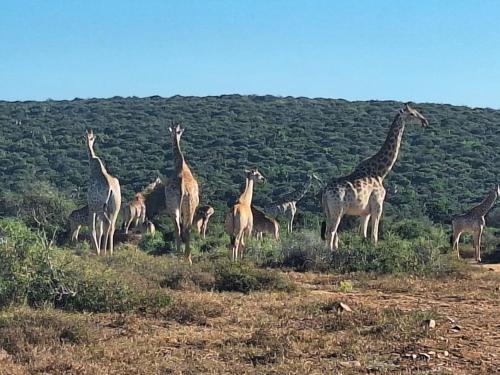 Kudu Ridge Game Lodge