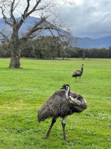 Grampians Park Station