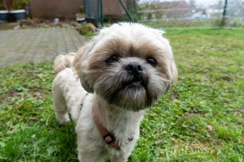 FeWo Harzer Weitblick, bis 2 Hunde Willkommen, W-Lan, 2x Smart TV, DTV 4 Sterne, 4 Pfoten in Braunlage, Deutschland
