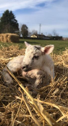 The Farm Burscough