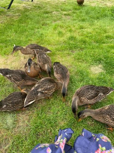 The Annexe at Riverside Cottage in 鄧克斯韋爾