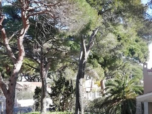 Studio room in Charmant Studio a Hyeres Proche Plage et Port Parking et WIFI Inclus - FR-1-335-200