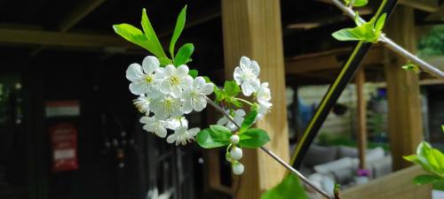 "Tempat Senang" chalet on the beautiful Veluwe with airco sauna bbq jacuzzi beamer and dog "Tempat Senang" chalet on the beautiful Veluwe with airco sauna bbq jacuzzi beamer and dog