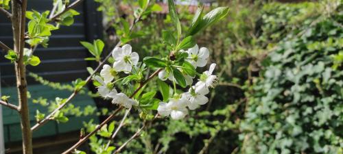 "Tempat Senang" chalet on the beautiful Veluwe with airco sauna bbq jacuzzi beamer and dog "Tempat Senang" chalet on the beautiful Veluwe with airco sauna bbq jacuzzi beamer and dog