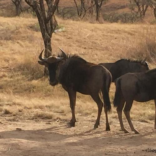 Tranquility-Ukuthula Guesthouse Tranquility-Ukuthula Guesthouse