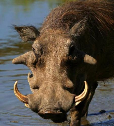 Tranquility-Ukuthula Guesthouse Tranquility-Ukuthula Guesthouse