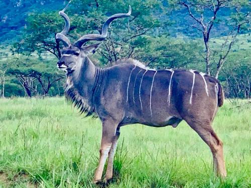 Tranquility-Ukuthula Guesthouse Tranquility-Ukuthula Guesthouse