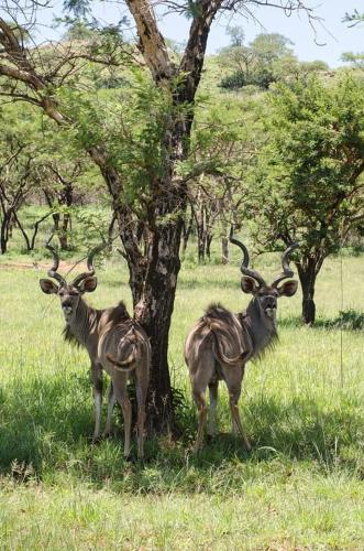 Tranquility-Ukuthula Guesthouse Tranquility-Ukuthula Guesthouse