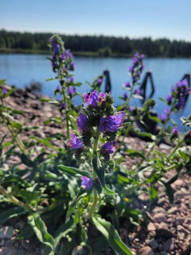 Tyforsgården - image 2