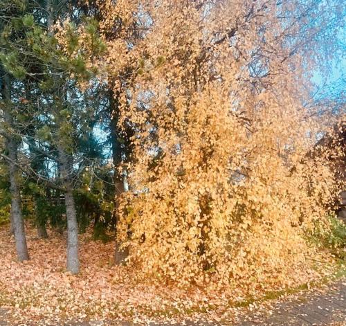 Russet & Rowanberry - Russet Holiday House