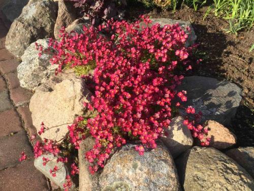 Russet & Rowanberry - Russet Holiday House