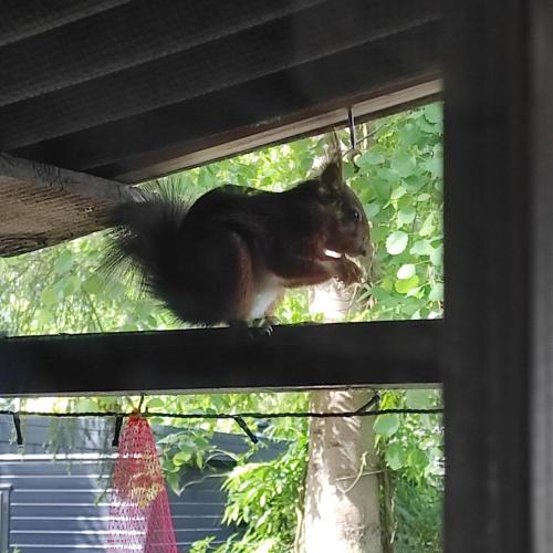 "Tempat Senang" chalet on the beautiful Veluwe with airco sauna bbq jacuzzi beamer and dog "Tempat Senang" chalet on the beautiful Veluwe with airco sauna bbq jacuzzi beamer and dog