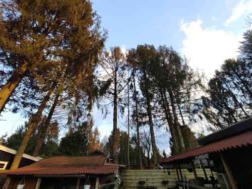 "Tempat Senang" chalet on the beautiful Veluwe with airco sauna bbq jacuzzi beamer and dog "Tempat Senang" chalet on the beautiful Veluwe with airco sauna bbq jacuzzi beamer and dog