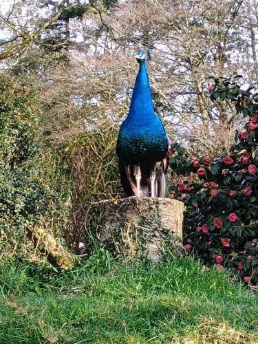 Two Bedroom Lodge In The Country - Owl, Peacock & Meadow