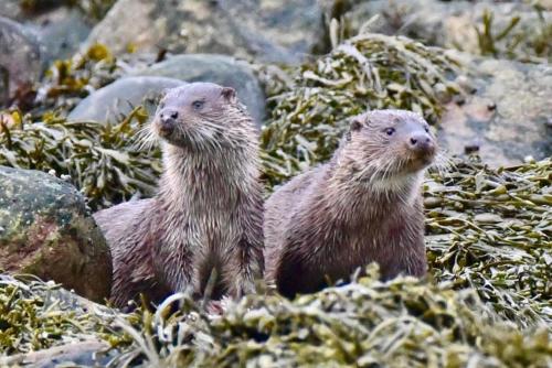 Pirnmill Home with a view in 卡羅代爾