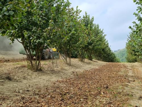 Ospitalità Agricola di Langa - Alloggio Mansardato Vacanze